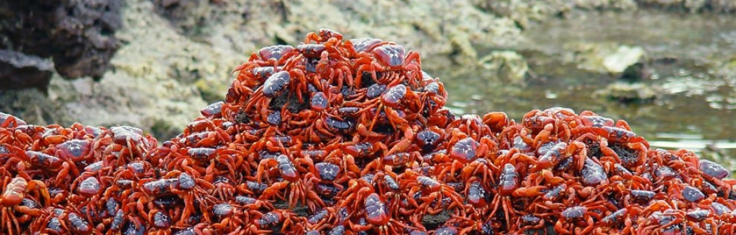 str070_2020_crabs_953x303.jpg