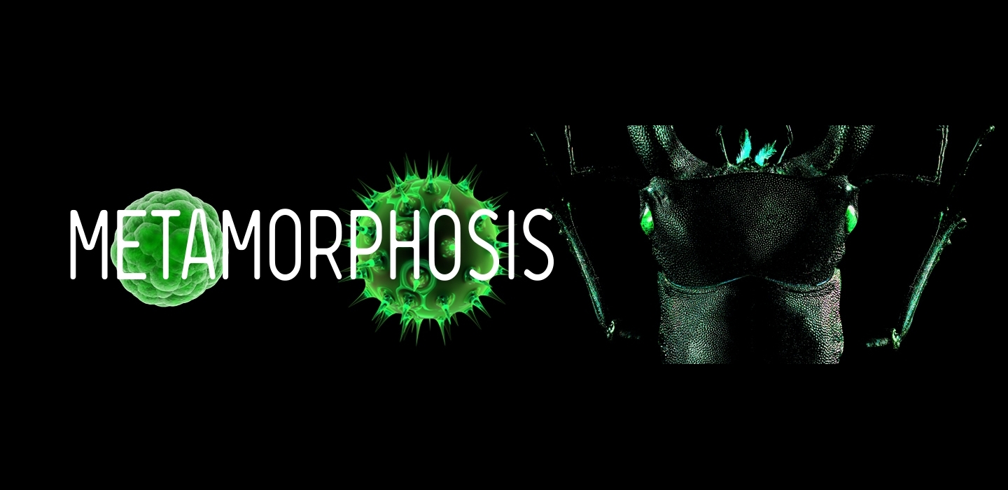 str063_2019_metamorphosis_1440x341_spinner-2.jpg