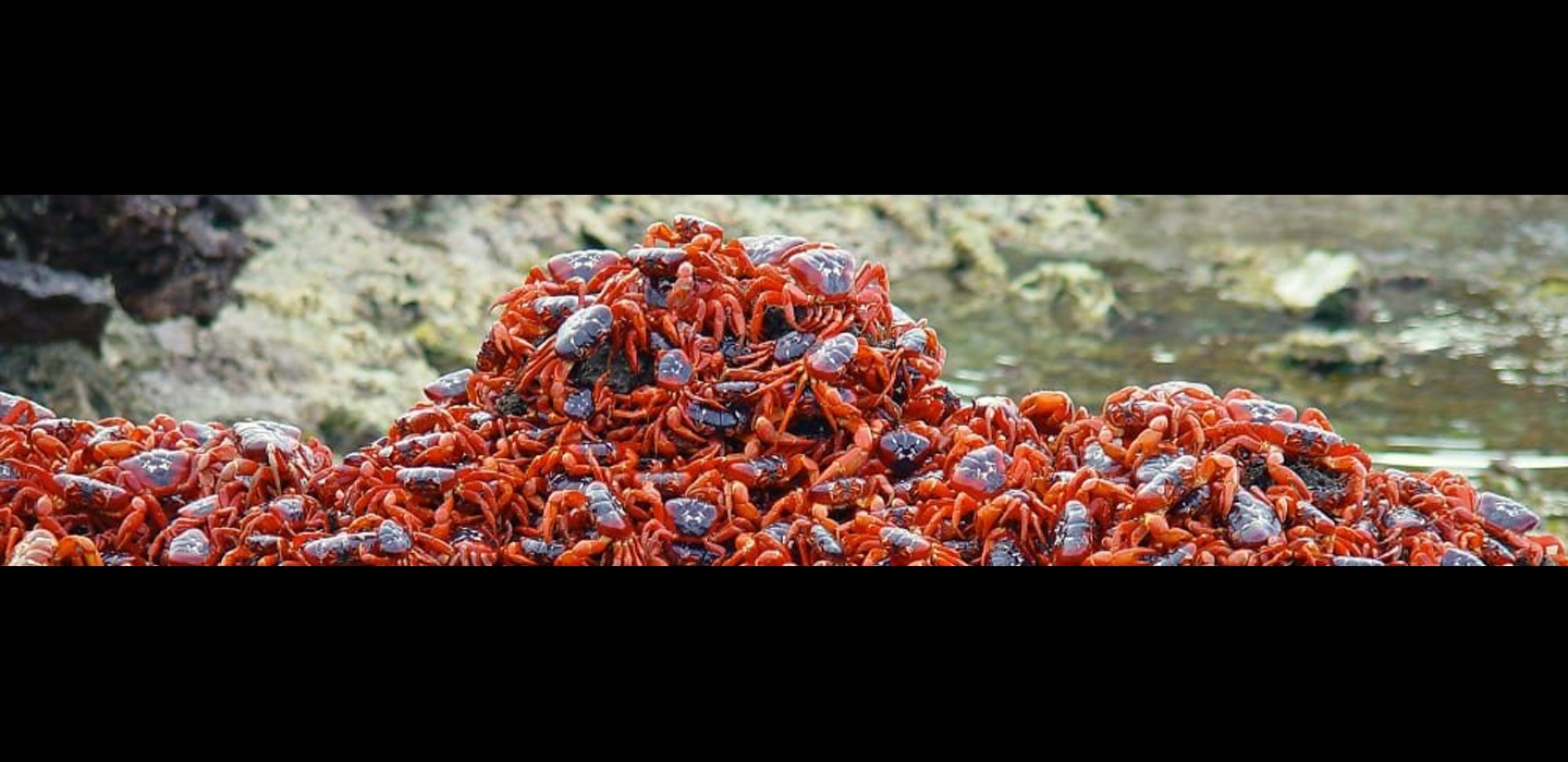 str070_2020_crabs_1440x341_spinner.jpg