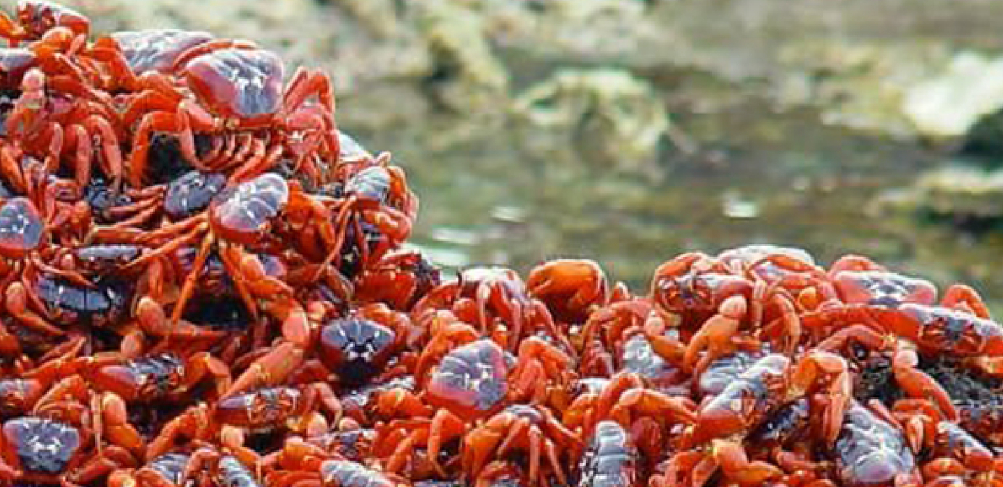 str070_2020_crabs_1440x341_spinner.jpg